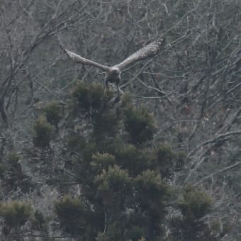 クマタカ成鳥の飛び出し