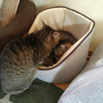 可愛いかまくら