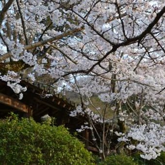 今日が満開、吉備津宮の桜