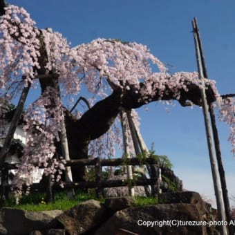 2025みちのく三大桜名所・弘前公園