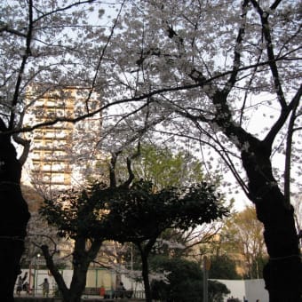 桜巡り帳4頁目：麹町 番町 市ヶ谷