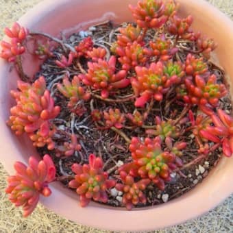 2月の花　（自宅）