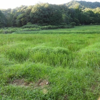 2024年09月16日　コウノトリ目撃情報