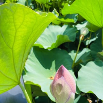 千秋公園の蓮