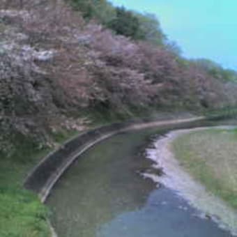 30年ぶりの真実。「秘密のクワガタの山」は今・・。