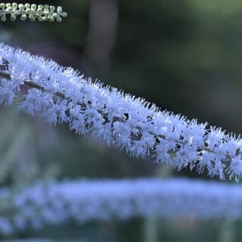 八ヶ岳山野草園