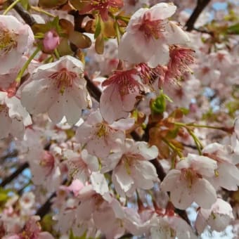 伊東小室桜