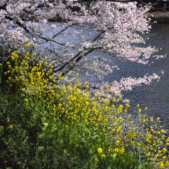 飯田橋　外濠の桜　その二