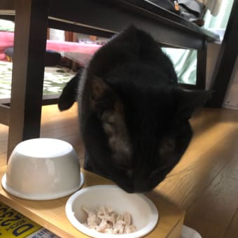 くまお510日目の朝