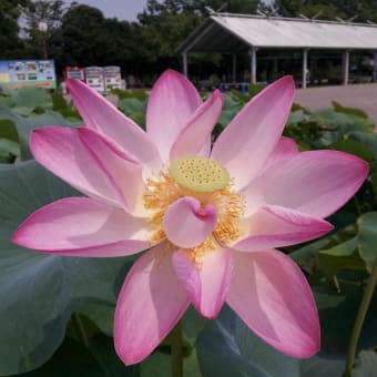 ついでに、同じ行田市の「古代蓮の里」にも行ってみたんだよ(*^O^*)