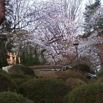 富士森公園の桜