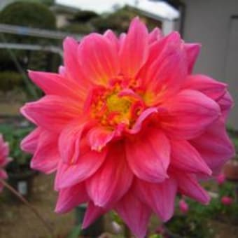 ダリア・ダリア・ダリア　その８