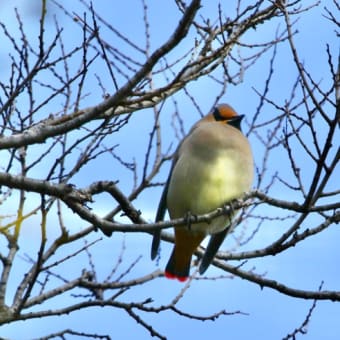 野鳥撮影　ヒレンジャク、シロハラ、ジョウビタキなど