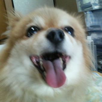 ごはんくれ～～～