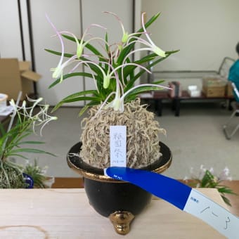 ７月13日に関東富貴蘭会「花の会」