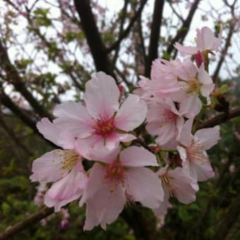 淡水天元宮の桜