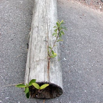 沖縄の植物の生命力