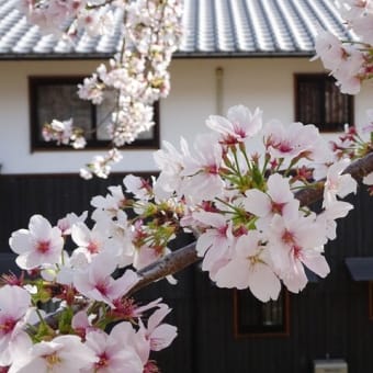 桜流しの前に