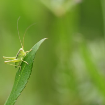 ヤブキリ大量