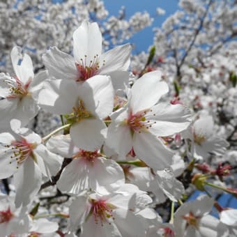 日本の桜を堪能して来ました。