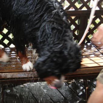 梅雨の晴れ間の　犬洗い