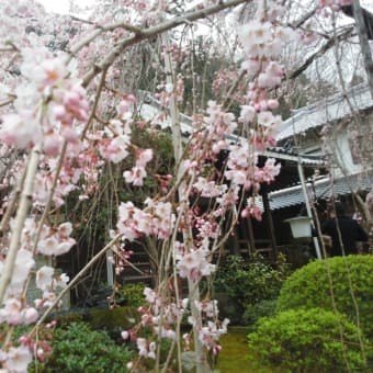 香芝市畑の専称寺・枝垂桜（４）