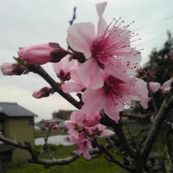 ２０１０．０４．０４　帰り際の花　この花も桜？