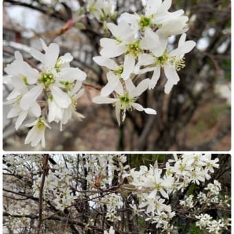花曇