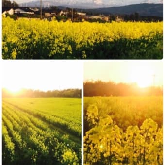 菜の花畑と夕陽