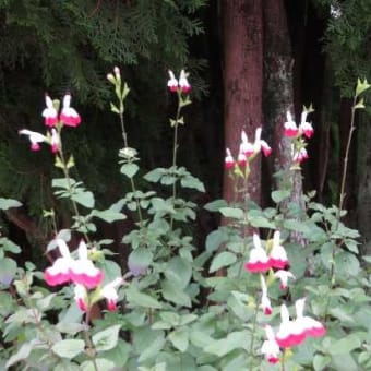 花の名前は解からねど・・・