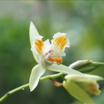 チャボシランや黄花小白笈なども終盤です。