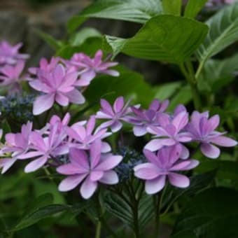 薔薇に代わる季節のピンチヒッター