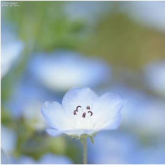 ２０１５年４月　牧野植物園