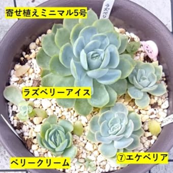 銘月と寄せ植えミニマル　他　20250706