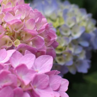 アジサイ 紫陽花