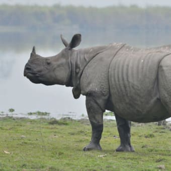 清水謙行が世界を旅するブログー絶滅危惧種