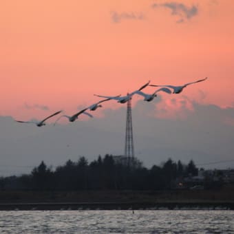 黄昏どきの白鳥たち　２