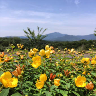 紫陽花からの筑波山 今朝から晴天で暑く感じます！