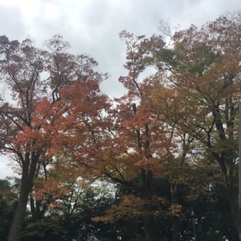 京都御苑 紅葉
