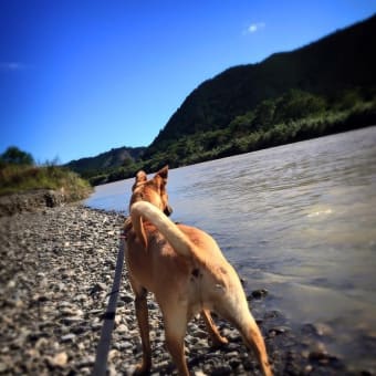 おやすみネネ🐕