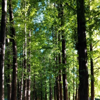 午後3時の散歩🌳🚶‍♀️🚶‍♂️🌞