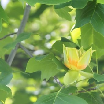 高いところで