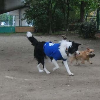 海の公園 ＤＯＧ ＲＵＮ