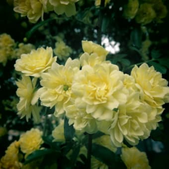 我が家の🌸