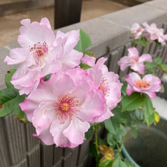 今日のオデッセイ