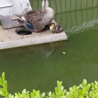 昭島市民会館の池の鴨の子育て