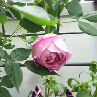 バラが咲いた