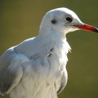 ユリカモメその2