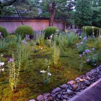 京都　東福寺天得院・桔梗を愛でる特別公開　 28日～７月１７日