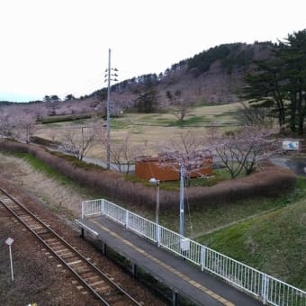 御所の台ふれあいパーク桜開花状況（H29.4.20）